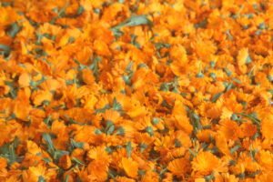 Calendula off flowera