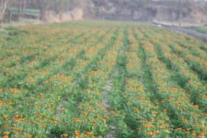 Calendula officinalis field
