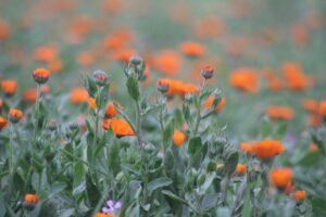Calendula officinalis field